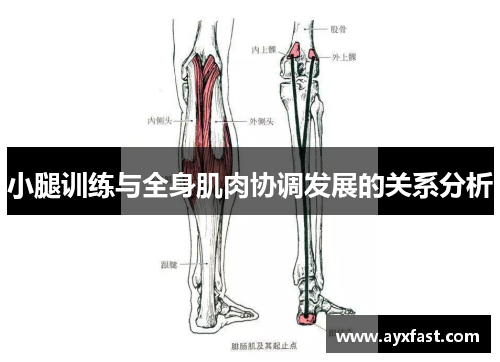 小腿训练与全身肌肉协调发展的关系分析